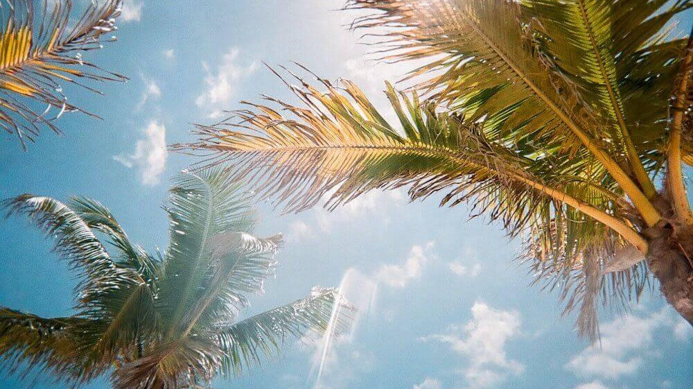 Alt-txt: palm trees under the blue sky and sunshine